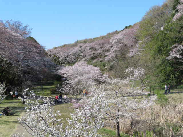 県立相模原公園